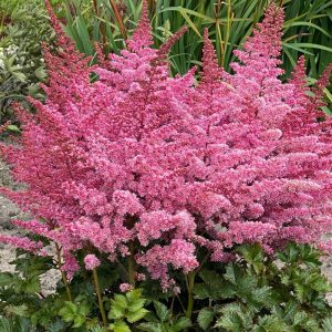 Astilbe arendsii Razzle Dazzle - Tollbuga