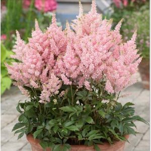 Astilbe arendsii Salmon Queen - Tollbuga