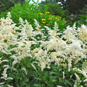 Astilbe arendsii Snowdrift - Tollbuga