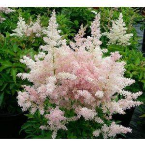 Astilbe japonica Europa - Tollbuga