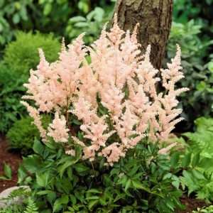 Astilbe japonica Peach Blossom - Tollbuga