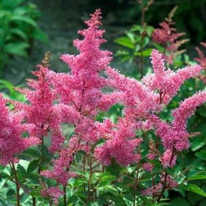 Astilbe japonica Rheinland - Tollbuga