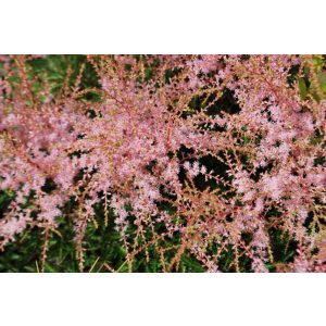 Astilbe simplicifolia Sprite - Tollbuga