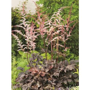 Astilbe thunbergii Chocolate Shogun - Tollbuga