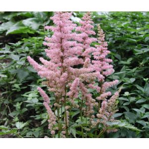 Astilbe chinensis Finale - Tollbuga