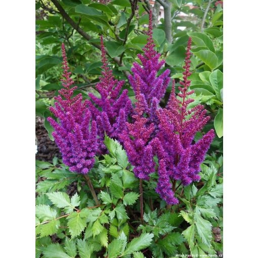 Astilbe chinensis Little Vision in Purple - Tollbuga
