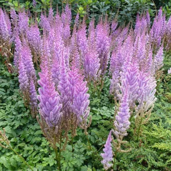 Tollbuga (Astilbe)