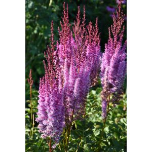 Astilbe chinensis Superba - Tollbuga