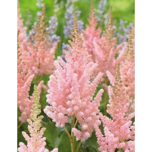 Astilbe chinensis Vision Inferno - Tollbuga