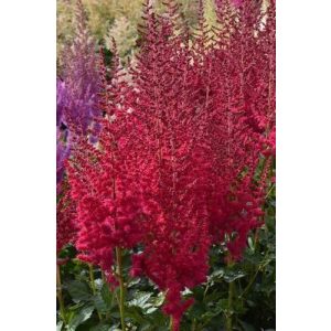 Astilbe Hot Pearls - Tollbuga