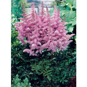 Astilbe Ice Cream - Tollbuga