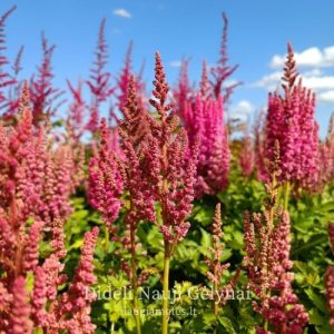 Astilbe You and Me Always - Tollbuga