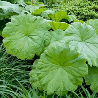 Tópartifű (Astilboides)