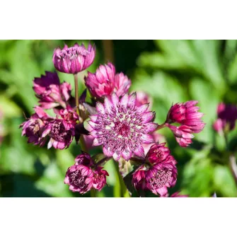 Völgycsillag (Astrantia)
