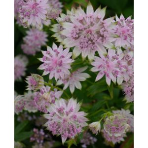 Astrantia major Buckland - Völgycsillag