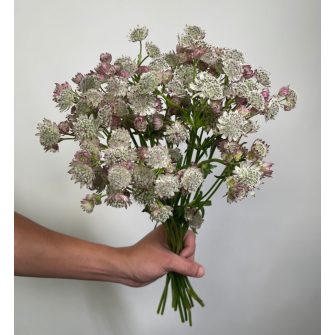 Völgycsillag (Astrantia)