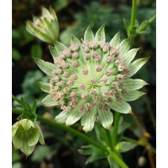 Phlox paniculata 'Peppermint Twist' (Garden Phlox)