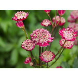 Astrantia major Moulin Rouge - Völgycsillag