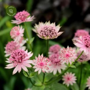 Astrantia major Pink Button - Völgycsillag