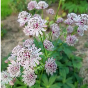 Astrantia major Rosemarie - Völgycsillag