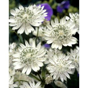 Astrantia major Snow Star - Völgycsillag