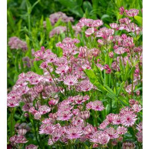 Astrantia major Sparkling Stars Pink - Völgycsillag