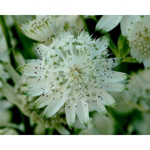 Astrantia major Superstar - Völgycsillag