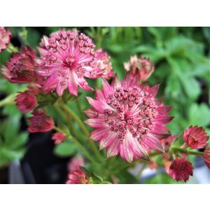 Astrantia major Venice - Völgycsillag