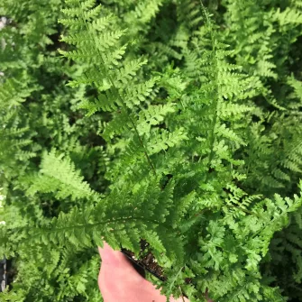 Hölgypáfrány (Athyrium)