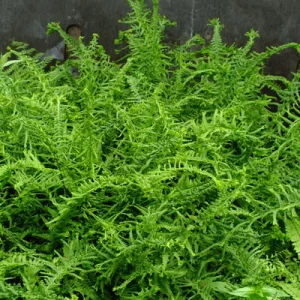 Athyrium filix-femina Victoriae - Hölgypáfrány