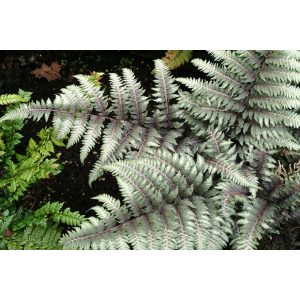 Athyrium niponicum Pewter Lace - Japán hölgypáfrány