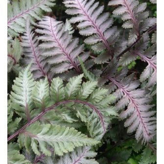 Hölgypáfrány (Athyrium)