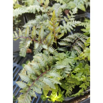 Hölgypáfrány (Athyrium)