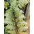 Athyrium niponicum Ursulas Red - Japán hölgypáfrány