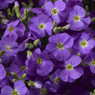 Pázsitviola (Aubrieta)