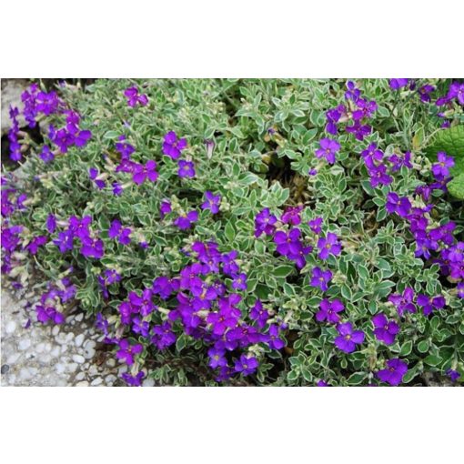 Aubrieta Argenteovariegata - Pázsitviola