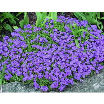 Pázsitviola (Aubrieta)