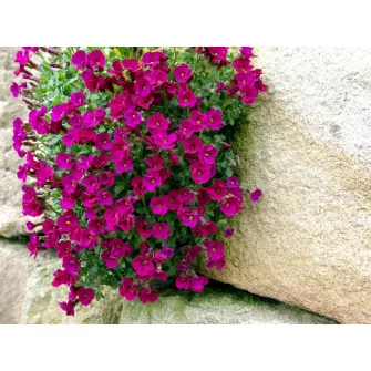 Pázsitviola (Aubrieta)