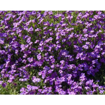 Pázsitviola (Aubrieta)