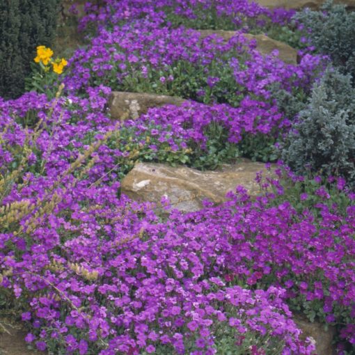 Aubrieta Cascade Purple - Pázsitviola