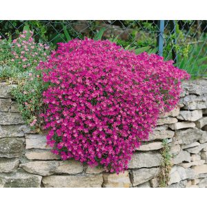 Aubrieta Cascade Red - Pázsitviola