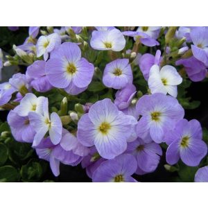 Aubrieta gracilis Florado Blue Blush Bicolor - Pázsitviola