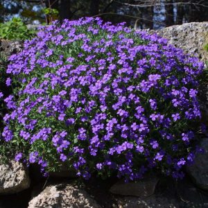 Aubrieta Hamburger Stadtpark - Pázsitviola