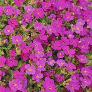 Aubrieta Regado Red - Pázsitviola