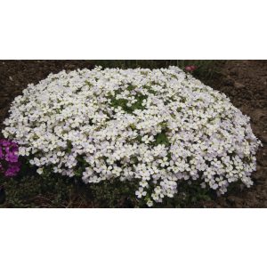 Aubrieta Regado White - Pázsitviola