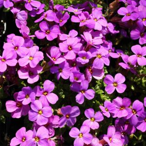 Aubrieta Rosenteppich - Pázsitviola