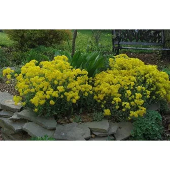 Sziklai ternye (Aurinia)