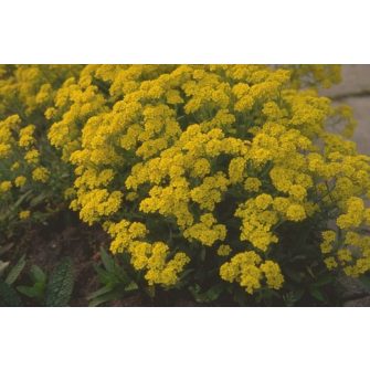 Sziklai ternye (Aurinia)