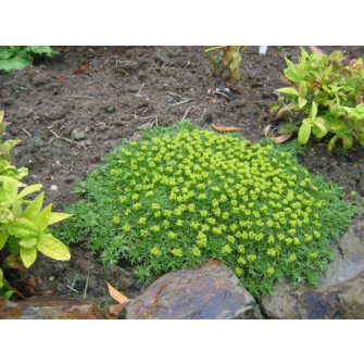 Ernyőspárna (Azorella)