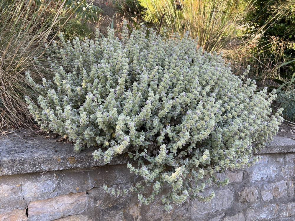 Ballota Pseudodictamnus 'Compact Form' - Peszterce